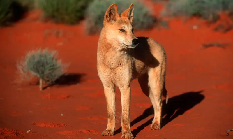 TERROR AUSTRALIS: Australia's APEX Predator