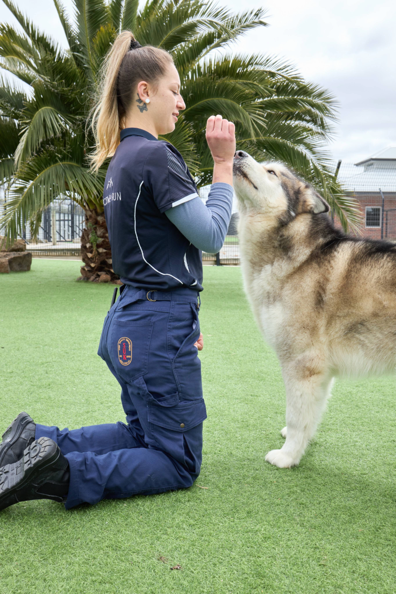Mid Rise Cargo Pants - Blue